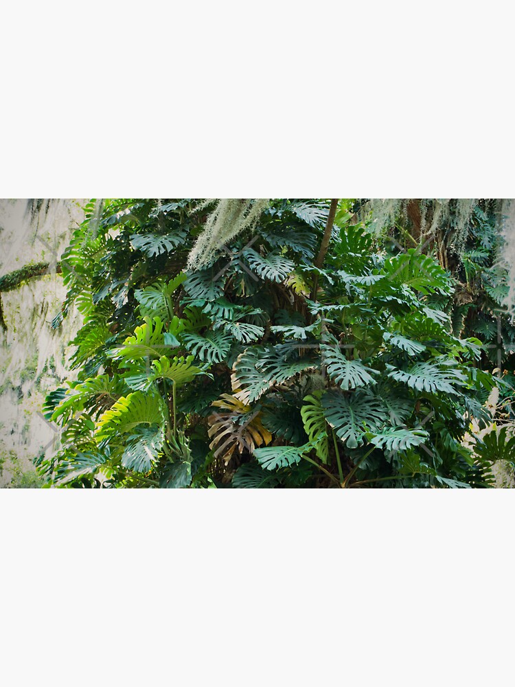 Thumbnail 3 of 3, Sticker, MONSTERA DELICIOSA JUNGLE LEU GARDENS ORLANDO FLORIDA designed and sold by teruyalab.