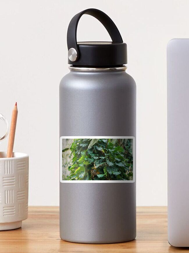 Thumbnail 1 of 3, Sticker, MONSTERA DELICIOSA JUNGLE LEU GARDENS ORLANDO FLORIDA designed and sold by teruyalab.