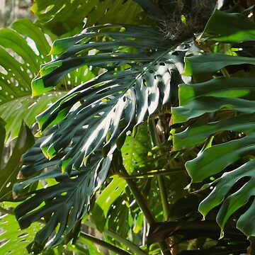 Artwork thumbnail, MONSTERA DELICIOSA PLANT LEU GARDENS ORLANDO FLORIDA by teruyalab