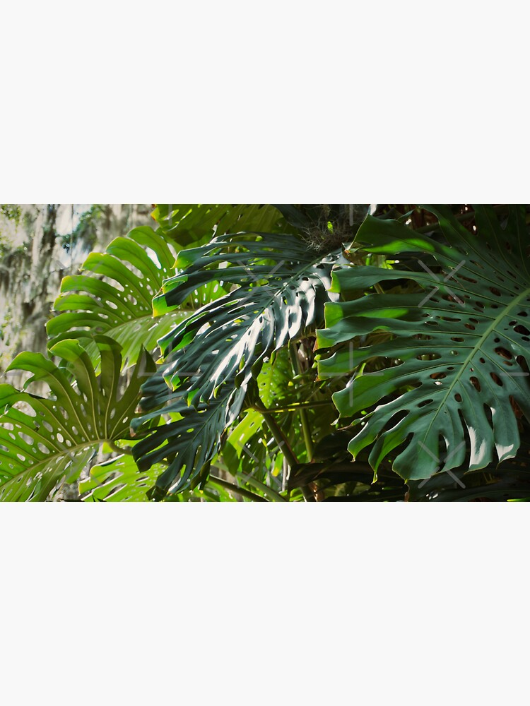 Thumbnail 3 of 3, Sticker, MONSTERA DELICIOSA PLANT LEU GARDENS ORLANDO FLORIDA designed and sold by teruyalab.
