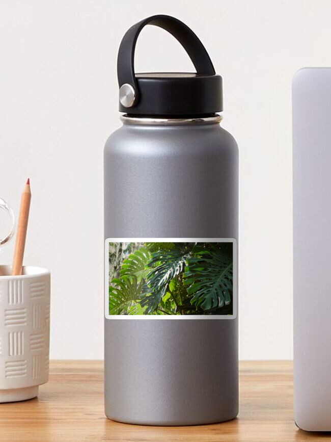 Thumbnail 1 of 3, Sticker, MONSTERA DELICIOSA PLANT LEU GARDENS ORLANDO FLORIDA designed and sold by teruyalab.