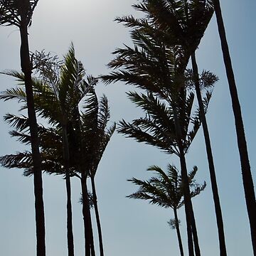 Artwork thumbnail, NAPLES FLORIDA BEACH OCEAN PALM TREES by teruyalab