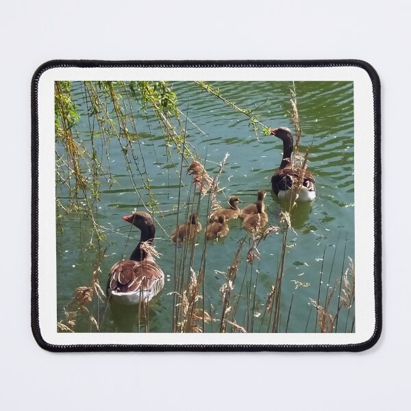Item preview, Ducks in Little Chesterfield Pond. Essex, England designed and sold by Igor Pozdnyakov.