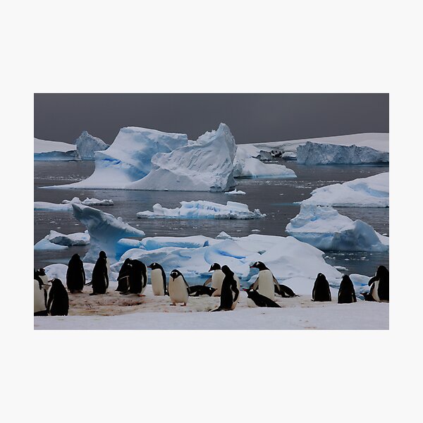 Item preview, Gentoo Penguin Colony, Antarctic Peninsula designed and sold by David Jamrozik.