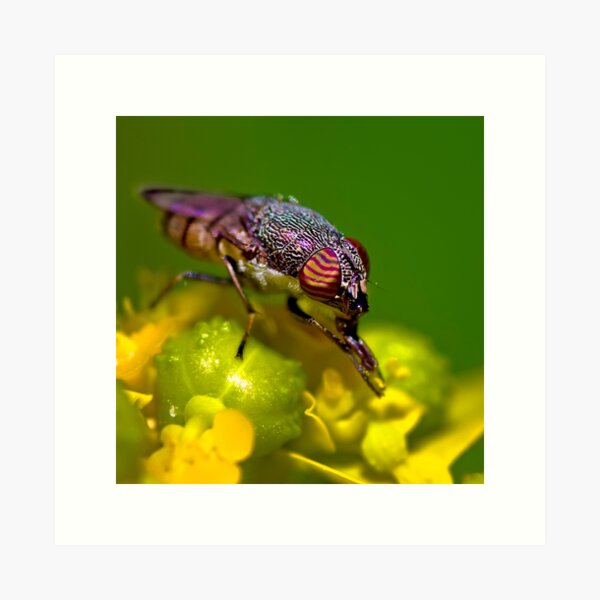 ...wild eyed... Art Print