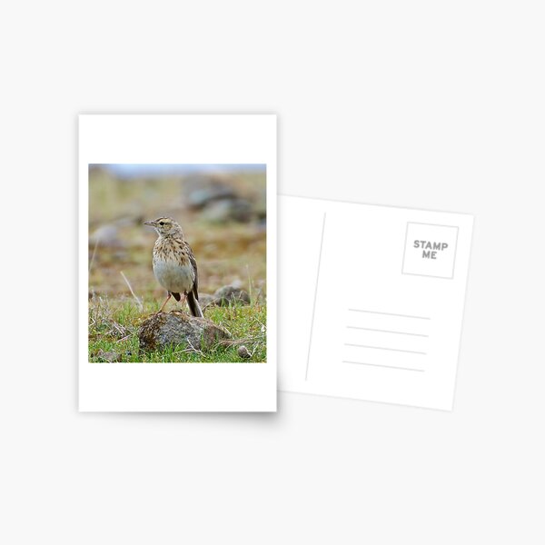 Australasian Pipit by David Irwin ~ WO Postcard