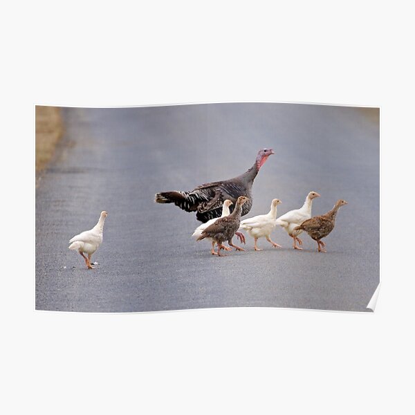 EXOTIC ~ Domestic Turkey fB6ys6oN by David Irwin Poster