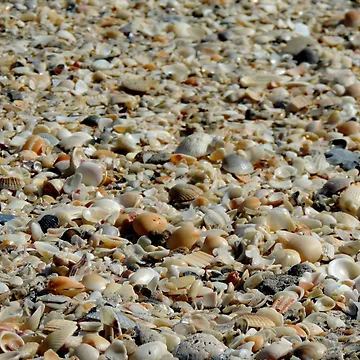 Artwork thumbnail, Shells by Jmb67