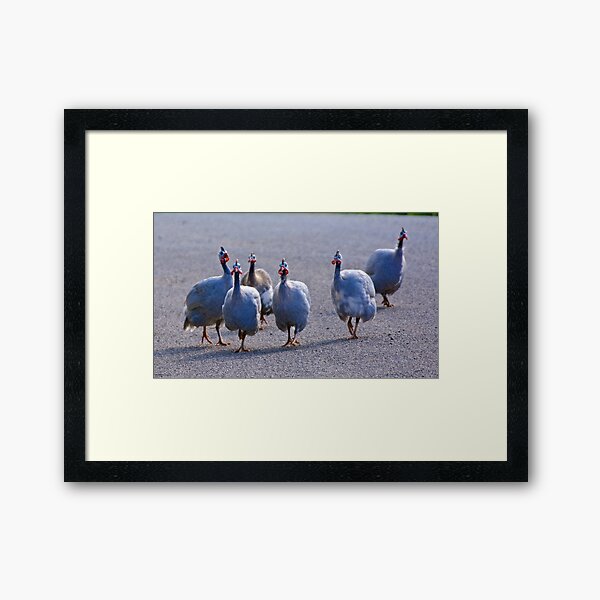 EXOTIC ~ Guinea Fowl N4payYEH by David Irwin Framed Art Print