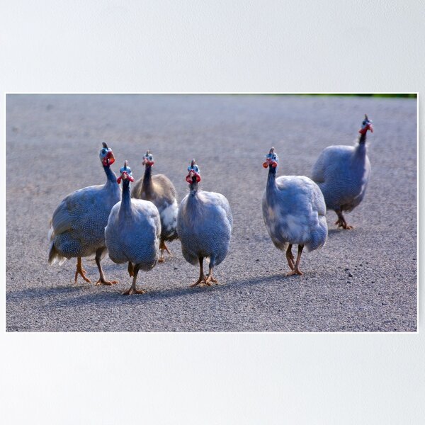 EXOTIC ~ Guinea Fowl N4payYEH by David Irwin Poster