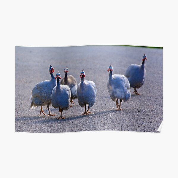 EXOTIC ~ Guinea Fowl N4payYEH by David Irwin Poster