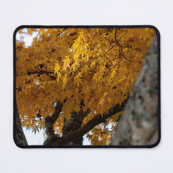 Item preview, Japanese Maple in Fall designed and sold by Wilson Mitchell.