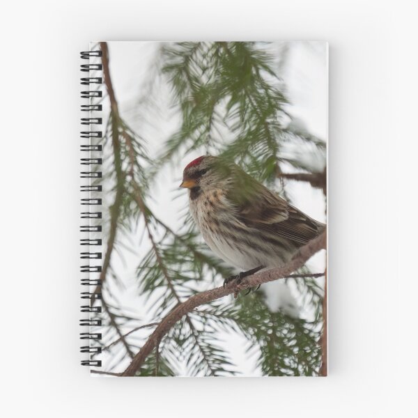 Item preview, Just being careful. Common redpoll designed and sold by Jouko Lehto Photography.