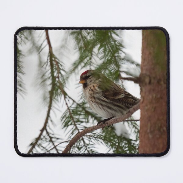Item preview, Just being careful. Common redpoll designed and sold by Jouko Lehto Photography.
