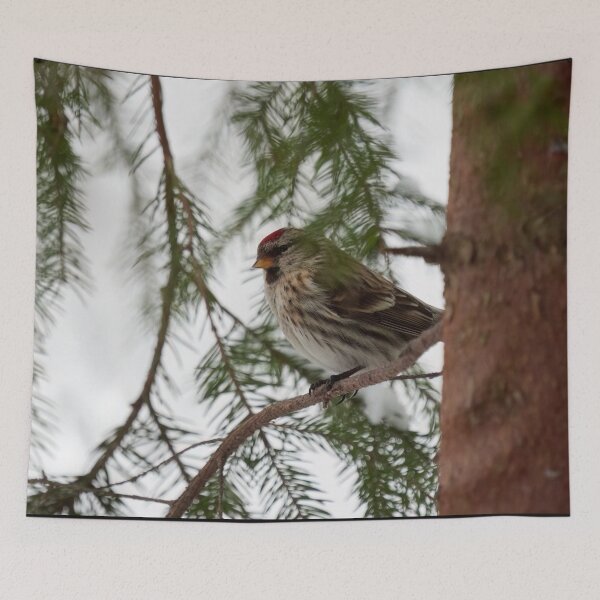 Item preview, Just being careful. Common redpoll designed and sold by Jouko Lehto Photography.