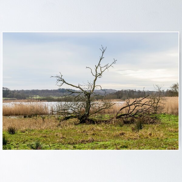 Item preview, Árbol desnudo en la orilla del lago en Escandinavia designed and sold by MejerPhotoArt.