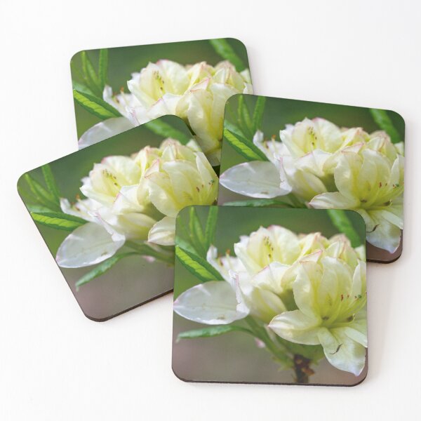 Item preview, Close up macro shot of white rhododendron flowers  designed and sold by yackers1.