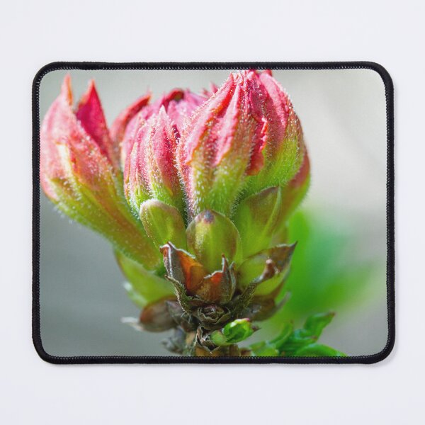 Item preview, Pink rhododendron bud designed and sold by yackers1.