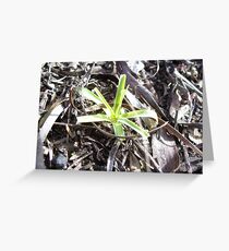 Tiny Star Greeting Card