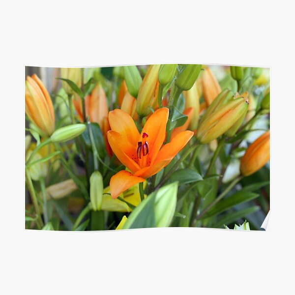 Yellow lilies photographed up close Poster