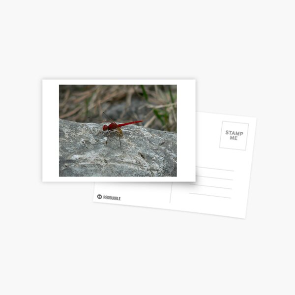 Red Dragonfly, Macleay River Postcard