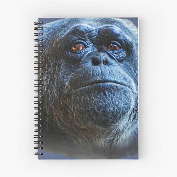 Item preview, Deep in thought Chimpanzee designed and sold by Dalyndigital Photography.