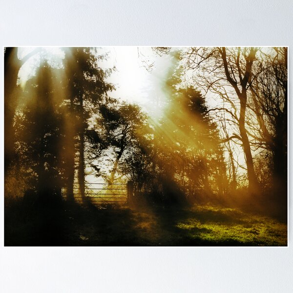 Artikelvorschau, Morning Sunlight entworfen und verkauft von A90Six.