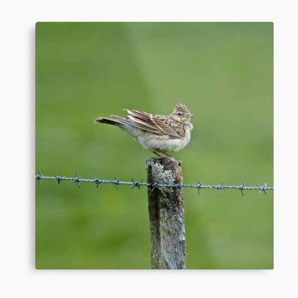 EXOTIC ~ Eurasian Skylark by David Irwin Metal Print