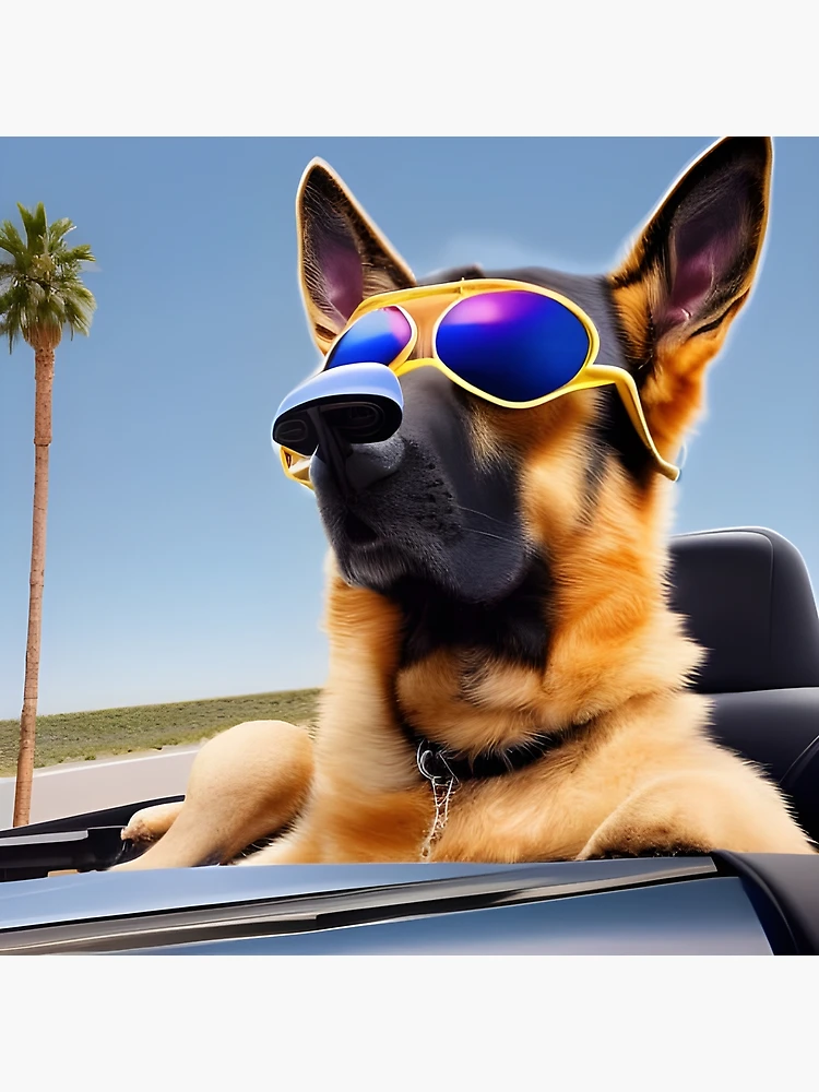 Dog wearing Sunglasses. German Shepherd wearing Sunglasses Poster for Sale by Doggymadness Redbubble