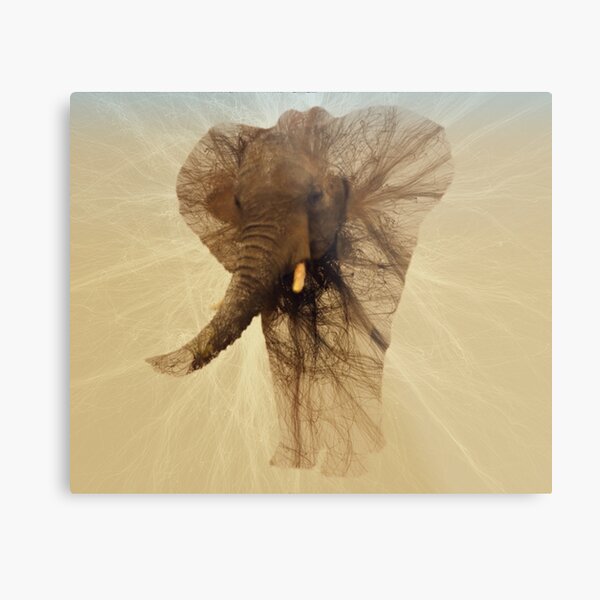 Loxodonta Africana by M.A Metal Print