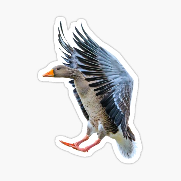 Item preview, Greylag goose coming into land designed and sold by OwlOccasions.