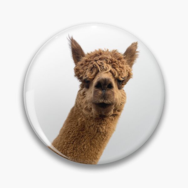 Item preview, Curious Alpaca designed and sold by Leo's Alpaca store.