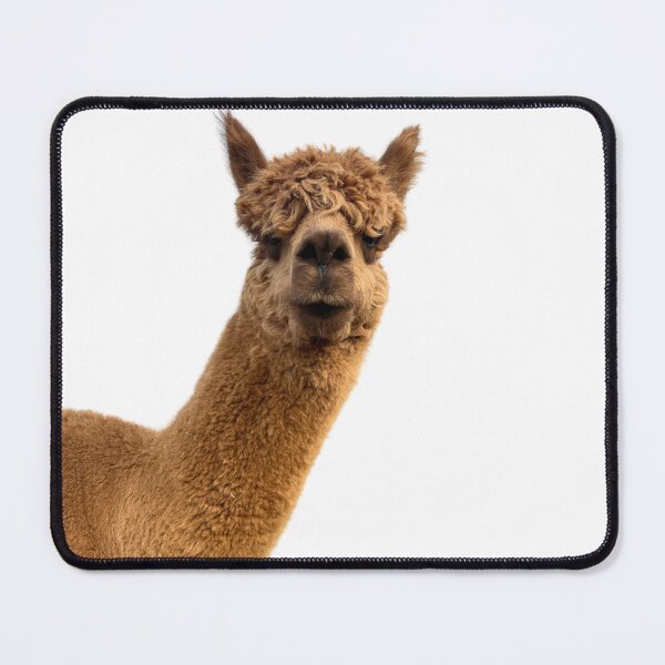 Item preview, Curious Alpaca designed and sold by Leo's Alpaca store.