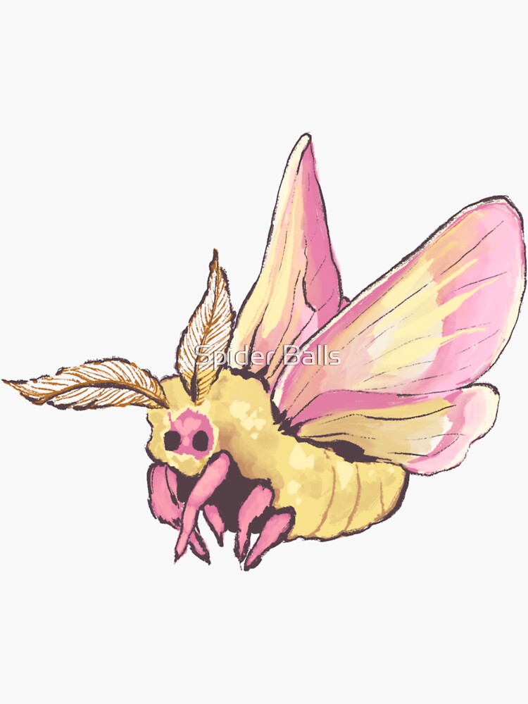 Rosy Maple Moth Art Board Print for Sale by ensdraws