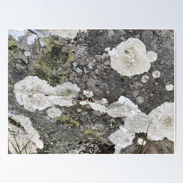 Item preview, Coloured Lichen on a Stone Rock designed and sold by Sinemathk.