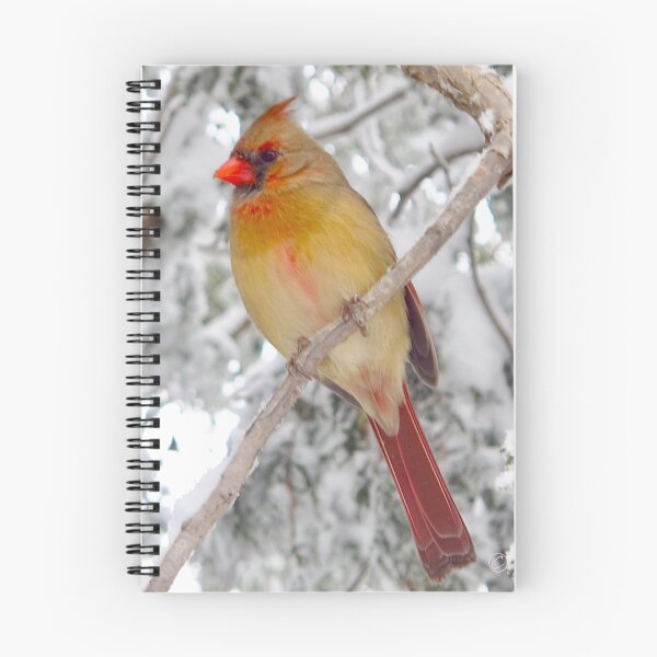 Item preview, Lady Cardinal designed and sold by MarianBendeth.