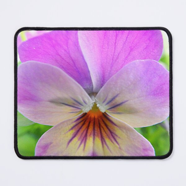 Item preview, Viola Cornuta designed and sold by angel1.