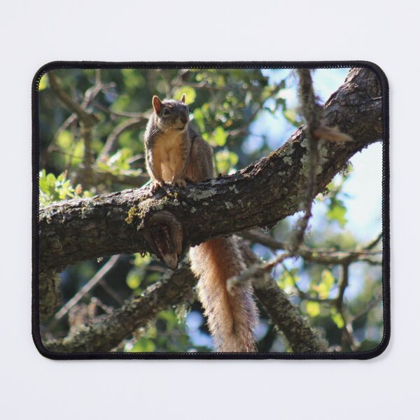 Item preview, Long Tail Squirrel designed and sold by craftsbydaphy.
