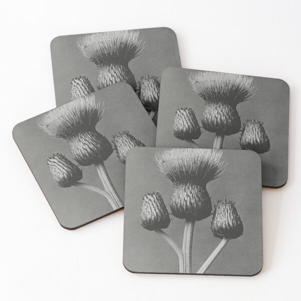 Item preview, Queen Anne Thistle Vintage Botanical Print by Karl Blossfeldt designed and sold by Pretty  Pixel.