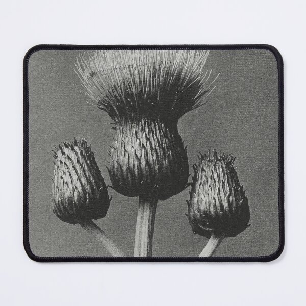 Item preview, Queen Anne Thistle Vintage Botanical Print by Karl Blossfeldt designed and sold by Pretty  Pixel.
