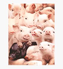 Pigs Photographic Print
