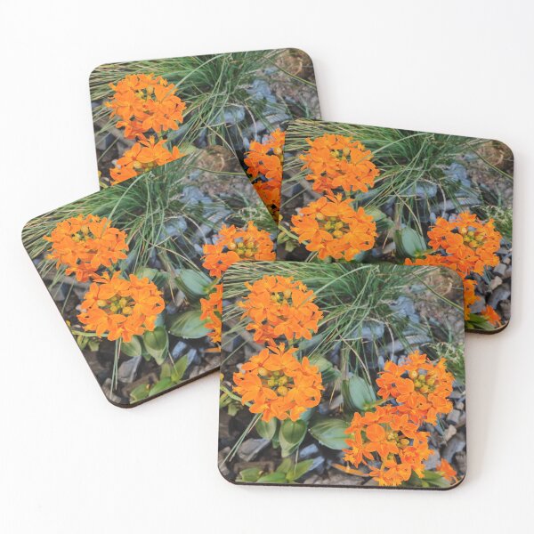 Item preview, Orange beauty designed and sold by Raigitam.