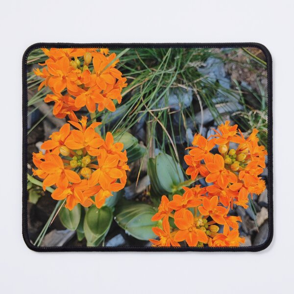 Item preview, Orange beauty designed and sold by Raigitam.