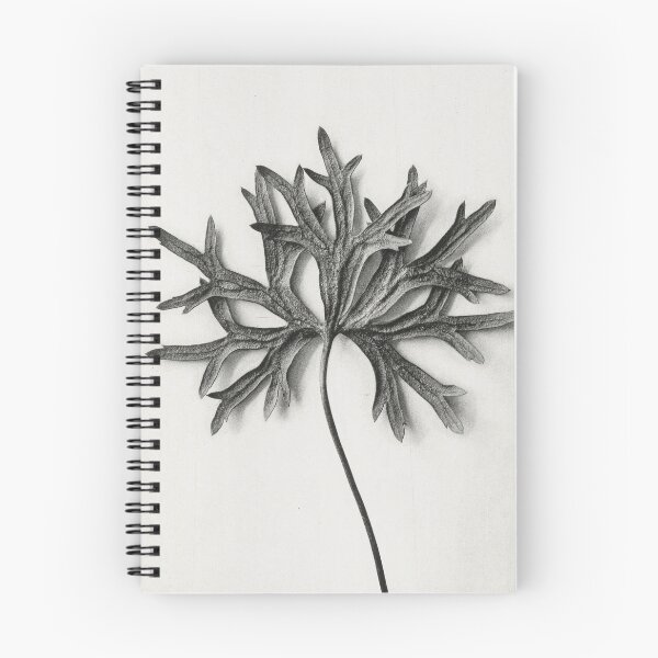 Item preview, Monkshood Leaf Vintage Botanical Print by Karl Blossfeldt  designed and sold by Pretty  Pixel.