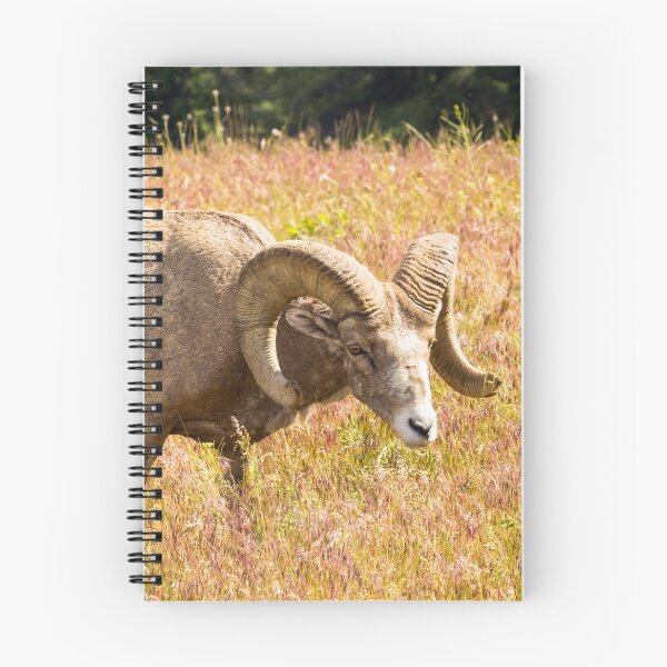 Item preview, Bighorn Ram in Sunny Field designed and sold by Ollivrosa.