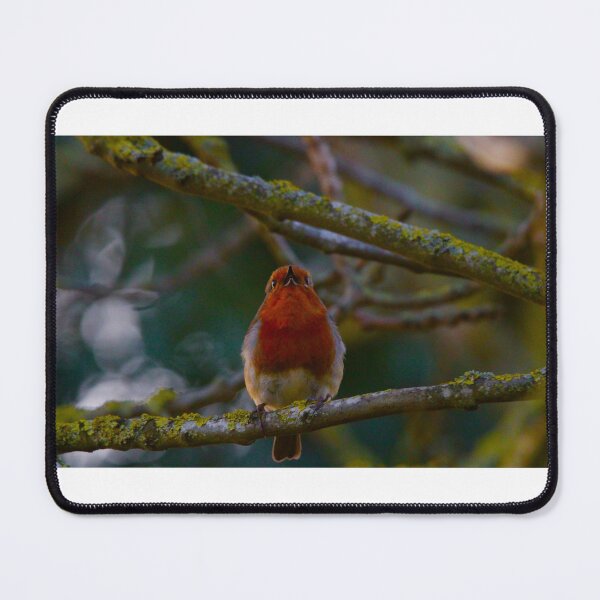 Item preview, beautiful red breasted robin in mid song on tree branch designed and sold by andy colegate.
