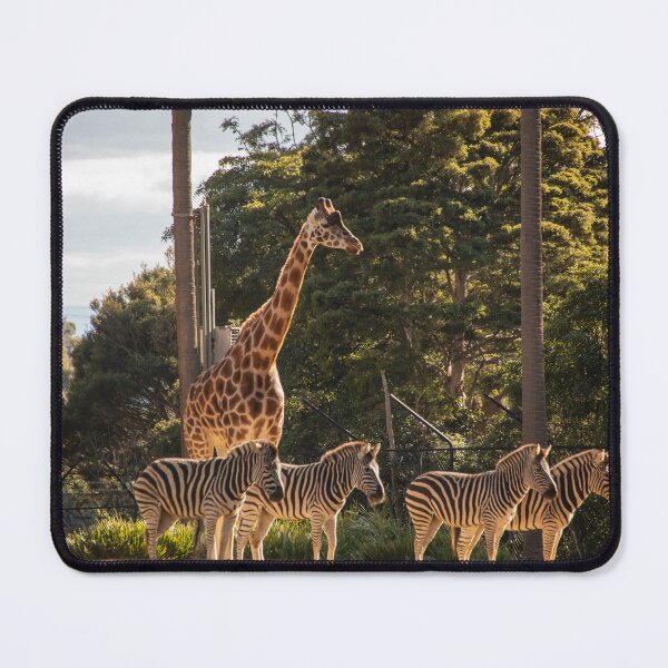 Item preview, Giraffes and Zebras designed and sold by Kevin Bergin.
