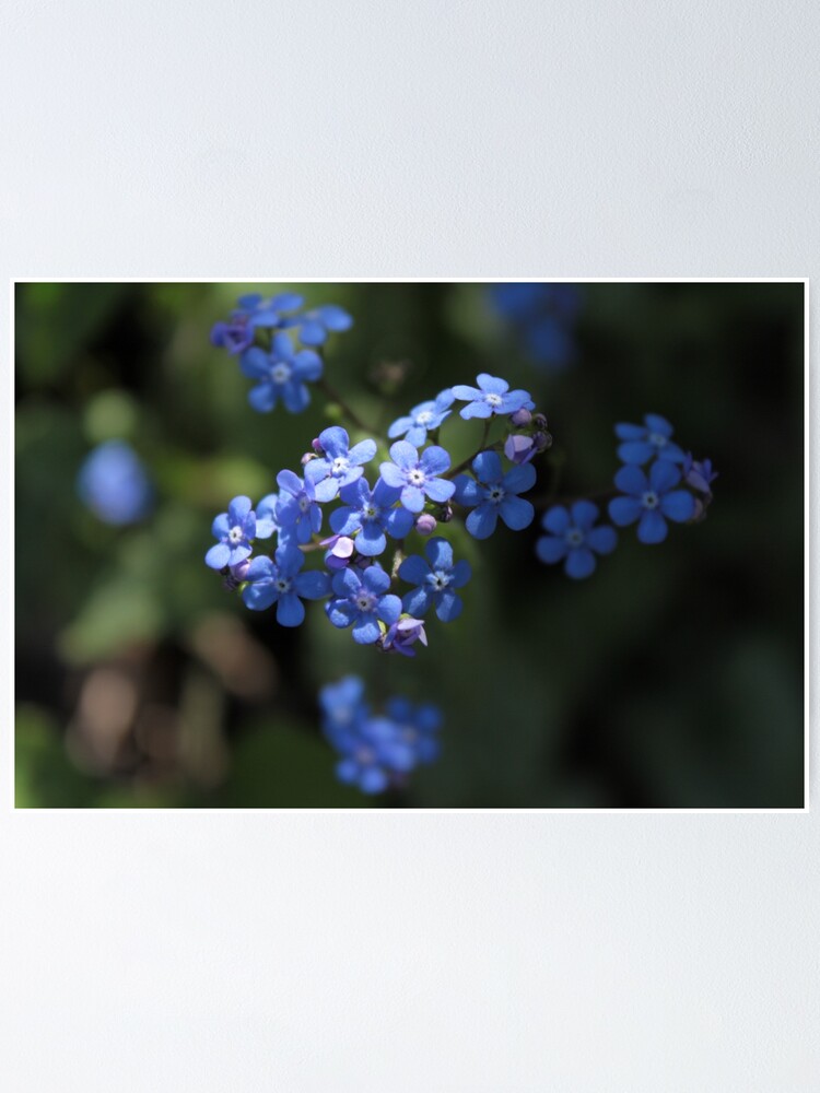 blue floral tumblr backgrounds