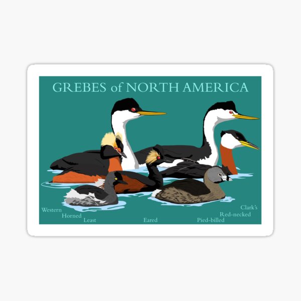 Item preview, Grebes of North America (with text) designed and sold by BennuBirdy.