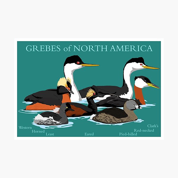 Grebes of North America (with text) Photographic Print